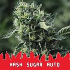 Hash Sugar Auto, Фасовка: 10